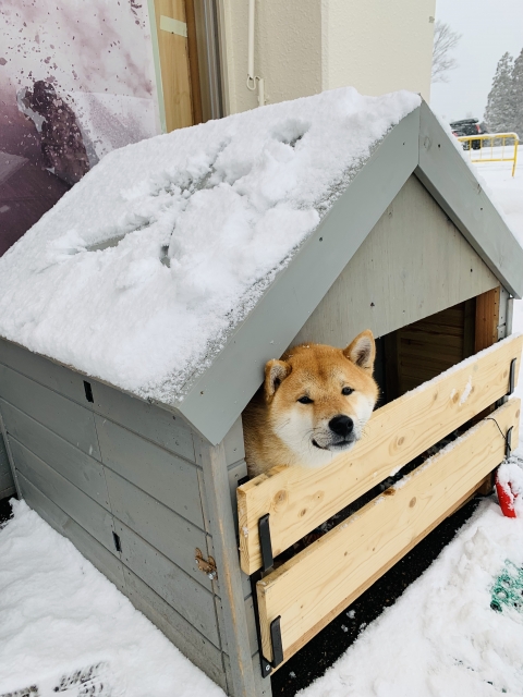 台風で壊れたかわいい愛犬の犬小屋やフェンスは火災保険で補償される？