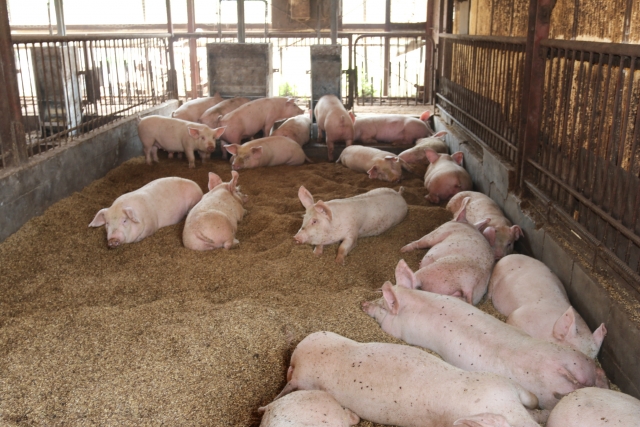 養豚場って火災保険申請ってできるの？養豚場オーナー向けに解説します