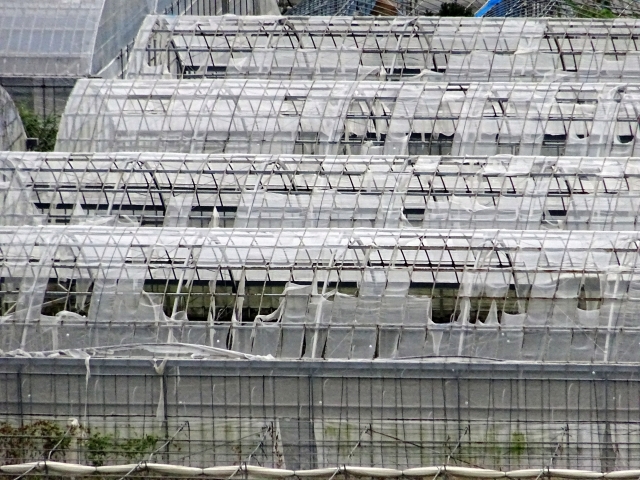 ビニールハウスが台風被害！火災保険申請できる？住宅でなくてもOK？